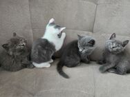 Bkh kitten mix - Dortmund