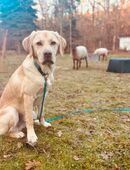 Labrador Simba sucht neues Zuhause in 01326