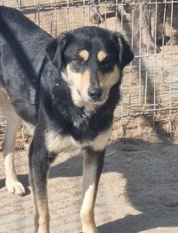 Ängstl.MATEO sucht erfahrenes Zuhause - Neuberg