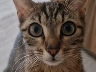 Aportiert wie ein Hund ! Katze Katzenmama Bengale Mischung - sehr intelligent - Stuttgart
