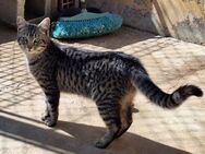 Junge, fröhliche Katze Tirana - Karlsruhe