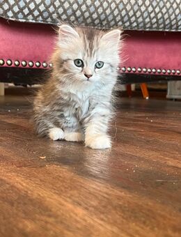 BLH Kitten, Britisch Langhaar Katzenbabies, Maikätzchen - Brandenburg (Havel)