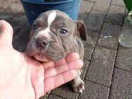 New english Bulldog. - Hauneck