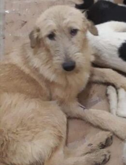 Harry 64 cm - Alpenrod