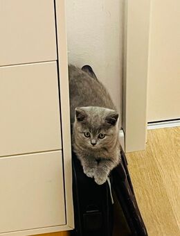 3 süße 17 Wochen junge kitten - Mörfelden-Walldorf