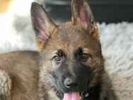 Schäferhund Welpen suchen ein neues zu Hause - Castrop-Rauxel