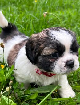 Shih-tzu/Malteser Mix - Oranienburg