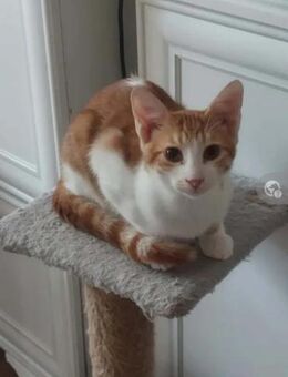 Fritz Schmusekater sucht Familie - Unterföhring