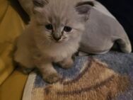 1 von 5 süße reinrassige Ragdoll Kitten - Zahna-Elster