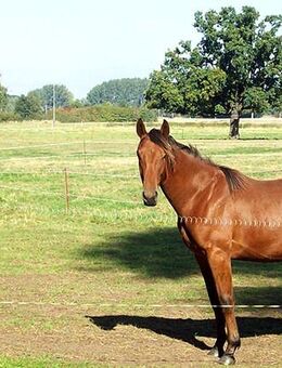 Reitferienlager /Reiterferien als Wildniscamp in Bad Belzig - Bad Belzig