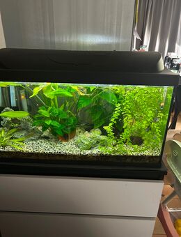 Aquarium 105 L all inclusive …!!! - Düren