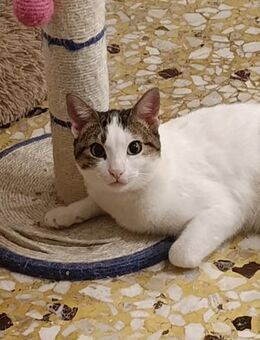 Viola aus dem Tierschutz - Grevenbroich