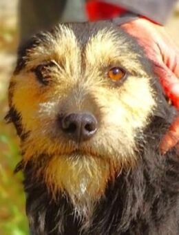 Hundemann TINO - Gefrees