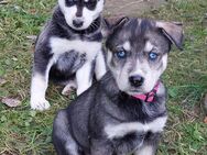 Niedliche Sebirian Husky mix.Welpen abzugeben