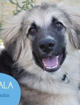 Freundliche Nala sucht ihr Zuhause - Tarmstedt