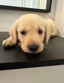 Labrador- mix Welpen ab 04.08. abgabebereit - Grevenbroich