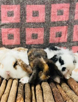 Minilop Zwergwidder Zwergkaninchen Babys - München Hadern