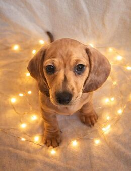 Reinrassige Dackelwelpen - Gotha