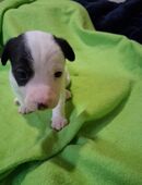 Jack Russel Welpen suchen demnächst ihr eigenes Körbchen in 49762