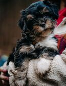 Zwei kuschelige Havaneser Welpen suchen liebevolles neues Zuhause ❤️ in 24558