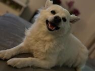 Deckrüde gesucht SPITZ - Mönchengladbach