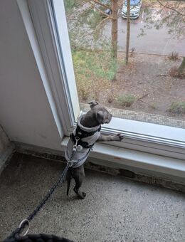 Amstaff Rüde - Königs Wusterhausen