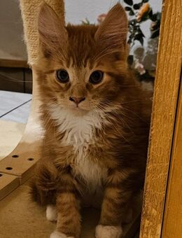 Maine Coon Kater reinrassig abzugeben - Kemberg Zentrum