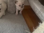 Ragdoll kitten - Dortmund Renninghausen