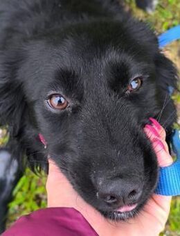 Liv - liebenswertes Herzchen - Obertshausen