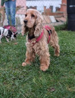 Fruzsi, hübsche Cocker Spaniel Dame - Remagen