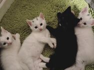 Türkische Van Kitten - Moers