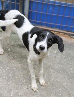 Ilias, bereit sein Köfferchen zu packen - Schwabach