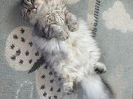 Heidi Einzigartige Jungkatze sucht Traum Zuhause - Wermelskirchen