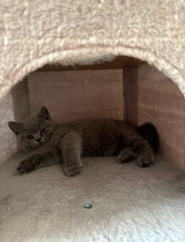 BKHKitten mit Stammbaum - Bayreuth