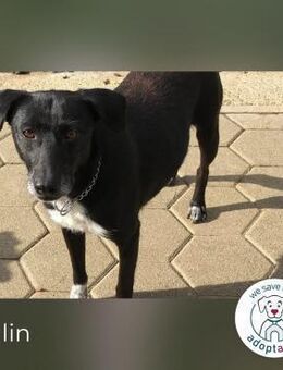 Malin: Black Beauty - Kirchzell