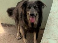 🆘💓 Liebe Kira braucht Zuhause ❣️🆘 - Eislingen (Fils)