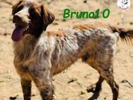 Bruno10 sucht aktive Familie 9/23 ESP - Ruppertsecken
