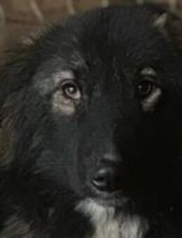 Phaen, der Hübsche 🐾 - Elsdorf (Nordrhein-Westfalen)