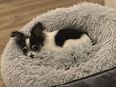 Deckrüde Chihuahua – 4 Jahre alt, ruhig & liebevoll in 8245