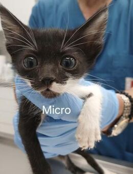 Micro - kleiner Kämpfer sucht Zuhause - Bergkirchen