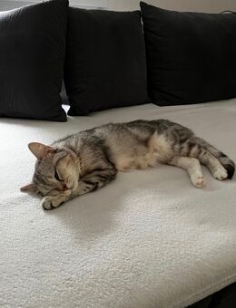 Katzenmama Coco sucht neues zuhause - Düsseldorf
