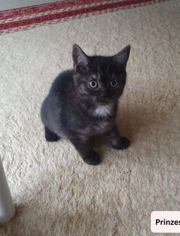 Britisch Kurzhaar Katzenbabys – liebevoll, charakterstark und bereit für ein neues Zuhause 🐾 - Braunschweig