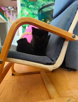 Katzenbaby Perser Mix suchen neues Zuhause - Lustadt