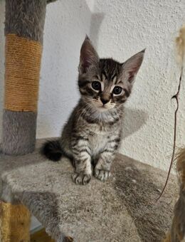 Maine Coon mix - Büchenbach