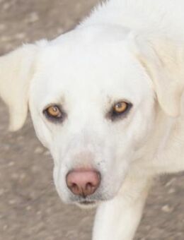 Gianna, geb. ca. 02/2022, GRIECHENLAND - Euskirchen