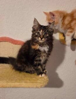 2 katzen kitten - Essen