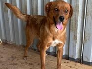 🐕❤️ Herzenshund Bud sucht Zuhause ❤️🐕 - Eislingen (Fils)