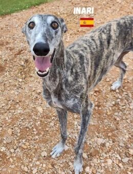 Inari - liebenswert und schüchtern - Heppenheim (Bergstraße)