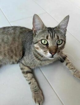 Löwenherz Simba (FIV) - Margetshöchheim