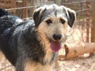Cooper - jeder Mensch und Hund liebt ihn - Mettmann